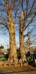 春日神社の自然