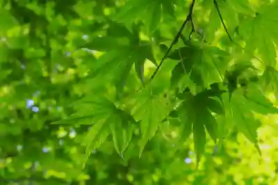 西教寺(滋賀県)