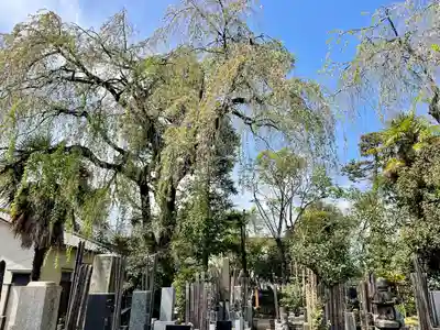 本行寺(東京都)