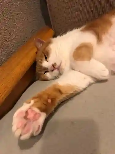 五十稲荷神社(栄寿稲荷神社)の動物