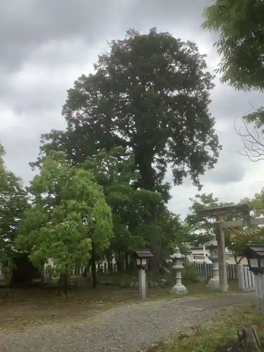 神明社(小牧神明社)の自然