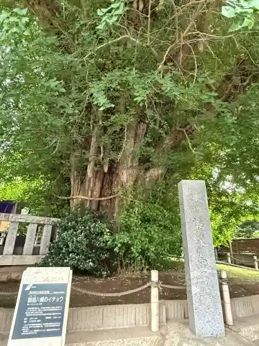 鶴嶺八幡宮(神奈川県)