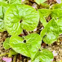 土津神社|こどもと出世の神さま(福島県)