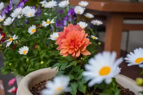 尻岸内八幡神社の自然
