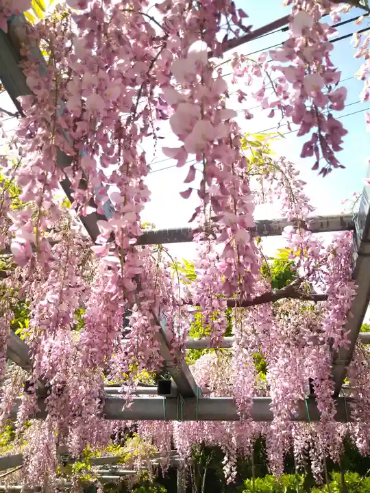 阿智神社の自然