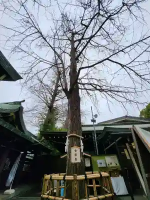 大宮八幡宮の{uncategorized: "未分類", other: "その他", undefined: "問題あり", building: "その他建物", grave: "お墓", sacred_gate: "鳥居", guardian: "狛犬", statue: "像", buddha: "仏像", history: "歴史", nature: "自然", garden: "庭園", animal: "動物", pagoda: "塔", temizu: "手水舎", mountain_gate: "山門・神門", sanctuary: "本殿・本堂", subordinate: "末社・摂社", art: "芸術", scenery: "景色", jizo: "地蔵", ema: "絵馬", goshuin: "御朱印", omikuji: "おみくじ", items: "授与品その他", amulet: "お守り", goshuincho: "御朱印帳", eats: "食事", festival: "お祭り", votive_dance: "神楽", shichigosan: "七五三参", wedding: "結婚式", experience: "体験その他", initially: "初詣", around: "周辺", anti_infection: "感染症対策"}