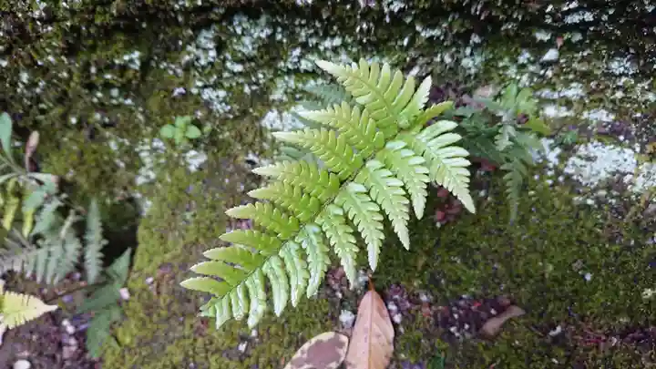 稲荷神社(伊豆の国市)の自然