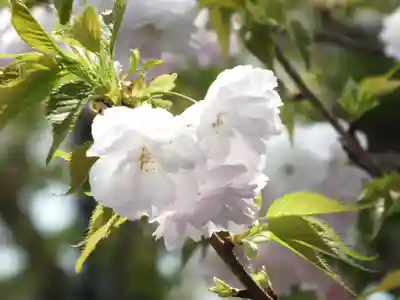 立志神社の自然