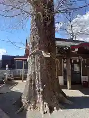 八幡宮(神奈川県)