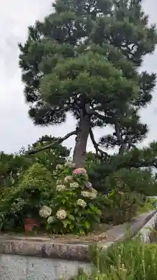 光福寺(京都府)