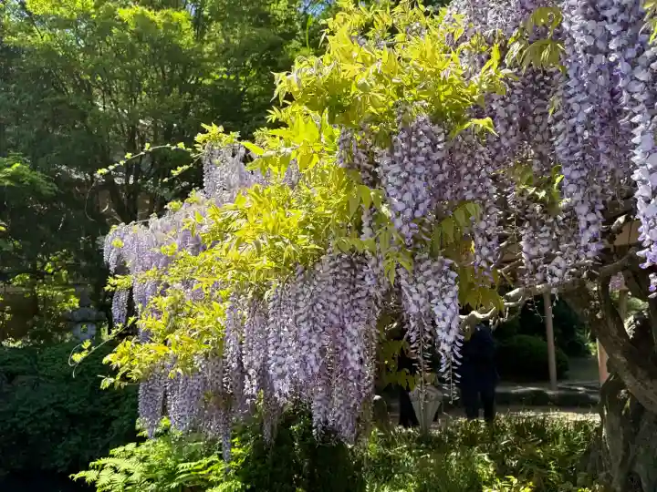 金蛇水神社の{uncategorized: "未分類", other: "その他", undefined: "問題あり", building: "その他建物", grave: "お墓", sacred_gate: "鳥居", guardian: "狛犬", statue: "像", buddha: "仏像", history: "歴史", nature: "自然", garden: "庭園", animal: "動物", pagoda: "塔", temizu: "手水舎", mountain_gate: "山門・神門", sanctuary: "本殿・本堂", subordinate: "末社・摂社", art: "芸術", scenery: "景色", jizo: "地蔵", ema: "絵馬", goshuin: "御朱印", omikuji: "おみくじ", items: "授与品その他", amulet: "お守り", goshuincho: "御朱印帳", eats: "食事", festival: "お祭り", votive_dance: "神楽", shichigosan: "七五三参", wedding: "結婚式", experience: "体験その他", initially: "初詣", around: "周辺", anti_infection: "感染症対策"}