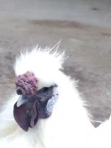 阿智神社の動物