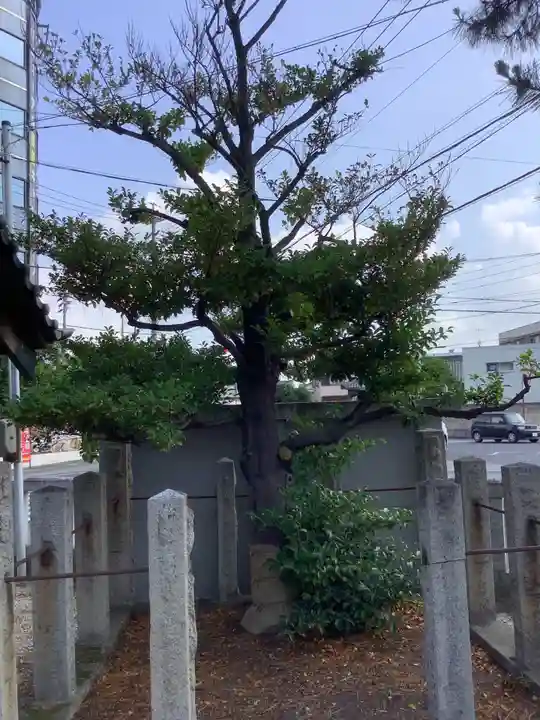 金刀比羅社の自然