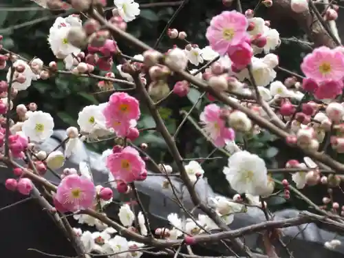 菅原院天満宮神社の自然