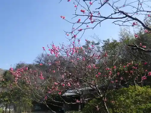 浄光明寺の自然