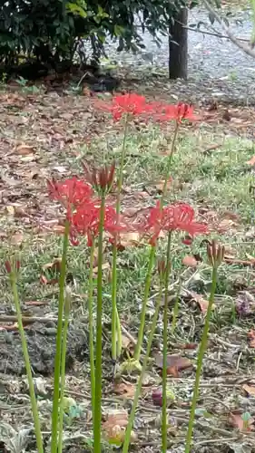 平野神社(京都府)