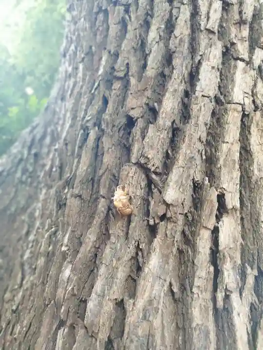 稲荷神社(上目黒鎮座)(東京都)
