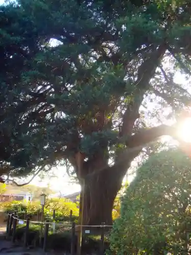 安養院　(田代寺）の自然