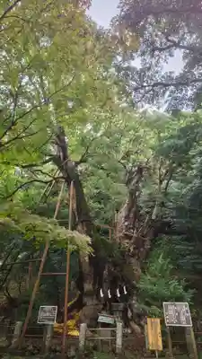 葛見神社の自然