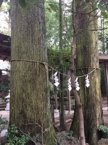 黒磯神社の自然
