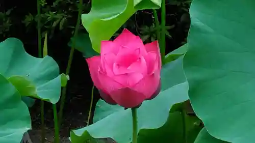 唐招提寺の自然