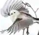 めあ
