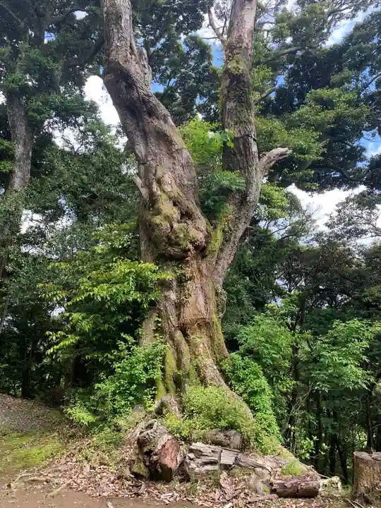 琴平神社(千葉県)