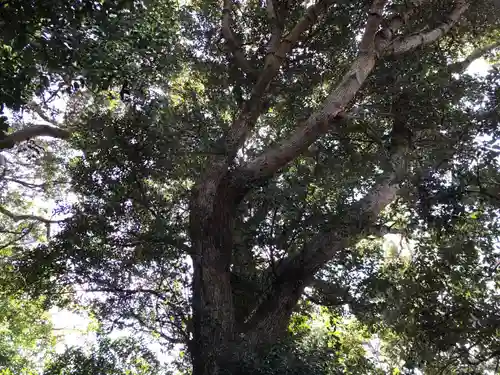 相生神社の自然