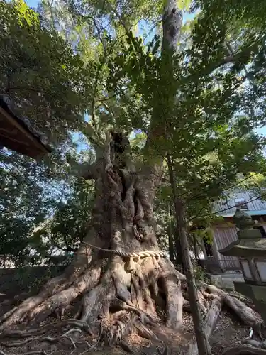 川津来宮神社(静岡県)