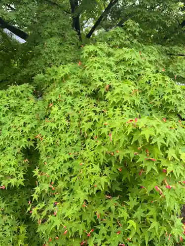 東寺（教王護国寺）(京都府)