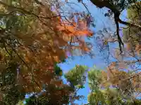 八幡神社の自然