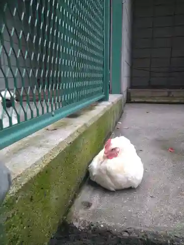 阿智神社の動物