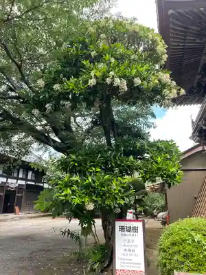 日本寺の自然
