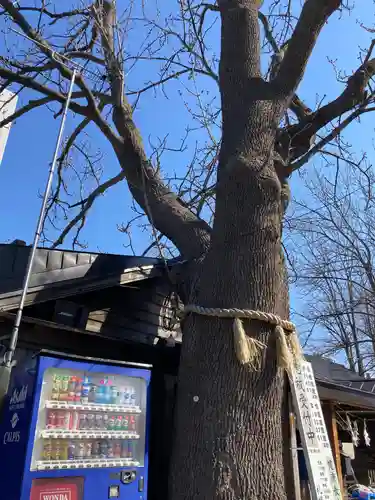 札幌諏訪神社の自然