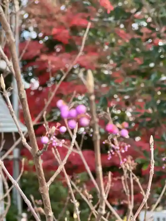 多摩川浅間神社の自然