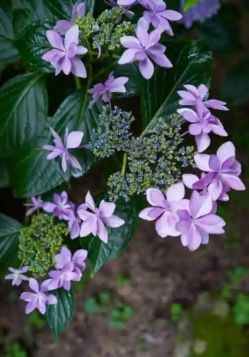 東大寺別院阿弥陀寺(山口県)