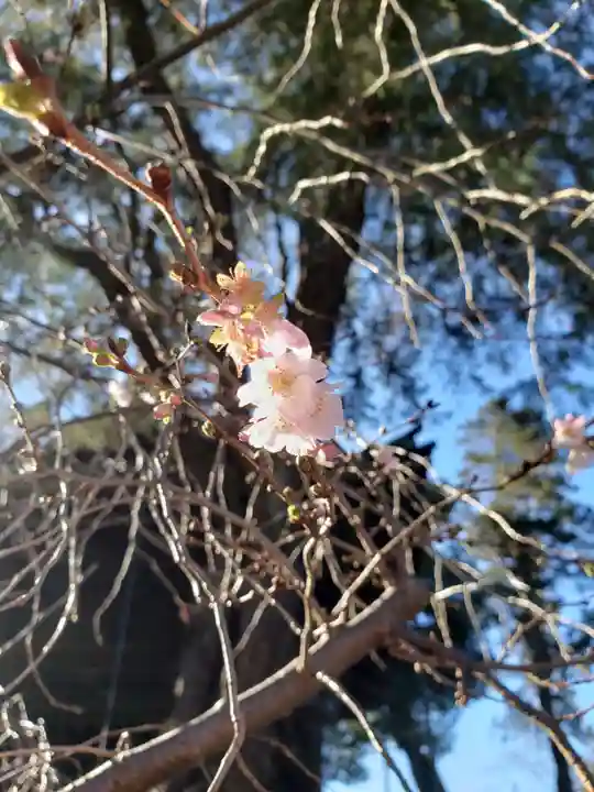 妙法寺(東京都)