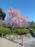 櫻木神社の{uncategorized: "未分類", other: "その他", undefined: "問題あり", building: "その他建物", grave: "お墓", sacred_gate: "鳥居", guardian: "狛犬", statue: "像", buddha: "仏像", history: "歴史", nature: "自然", garden: "庭園", animal: "動物", pagoda: "塔", temizu: "手水舎", mountain_gate: "山門・神門", sanctuary: "本殿・本堂", subordinate: "末社・摂社", art: "芸術", scenery: "景色", jizo: "地蔵", ema: "絵馬", goshuin: "御朱印", omikuji: "おみくじ", items: "授与品その他", amulet: "お守り", goshuincho: "御朱印帳", eats: "食事", festival: "お祭り", votive_dance: "神楽", shichigosan: "七五三参", wedding: "結婚式", experience: "体験その他", initially: "初詣", around: "周辺", anti_infection: "感染症対策"}