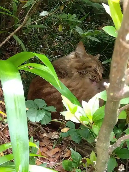 御誕生寺(猫寺)の動物