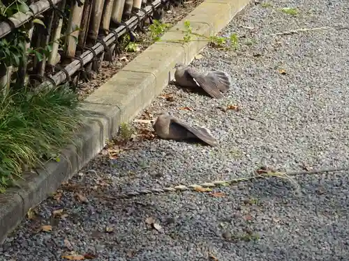 亀ケ池八幡宮の動物