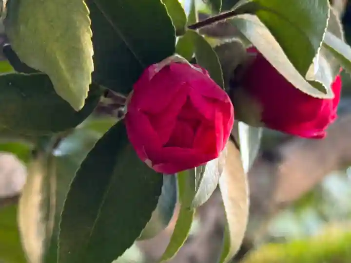 西方山極楽寺(岐阜県)