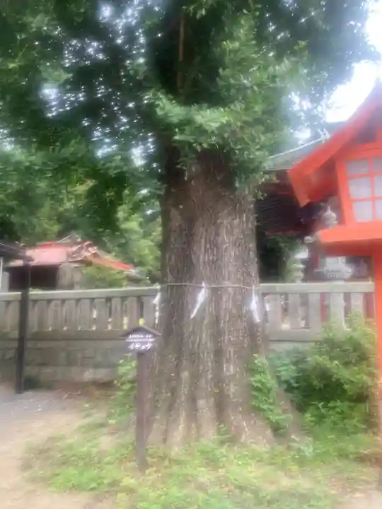 長沼八幡宮(栃木県)