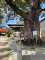 大神社の自然