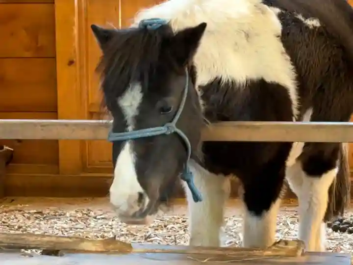 平塚八幡宮の{uncategorized: "未分類", other: "その他", undefined: "問題あり", building: "その他建物", grave: "お墓", sacred_gate: "鳥居", guardian: "狛犬", statue: "像", buddha: "仏像", history: "歴史", nature: "自然", garden: "庭園", animal: "動物", pagoda: "塔", temizu: "手水舎", mountain_gate: "山門・神門", sanctuary: "本殿・本堂", subordinate: "末社・摂社", art: "芸術", scenery: "景色", jizo: "地蔵", ema: "絵馬", goshuin: "御朱印", omikuji: "おみくじ", items: "授与品その他", amulet: "お守り", goshuincho: "御朱印帳", eats: "食事", festival: "お祭り", votive_dance: "神楽", shichigosan: "七五三参", wedding: "結婚式", experience: "体験その他", initially: "初詣", around: "周辺", anti_infection: "感染症対策"}
