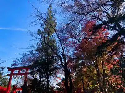 高尾山薬王院の鳥居