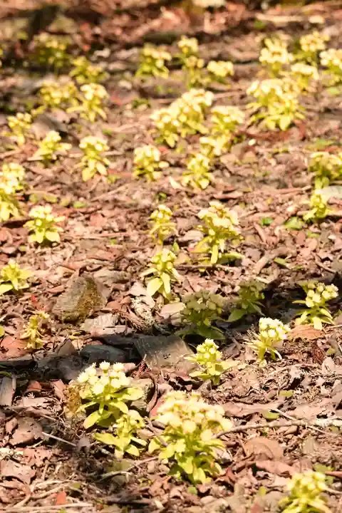 大成神宮(愛媛県)