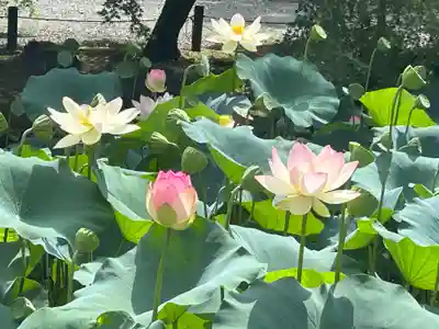 知恩院(京都府)