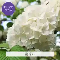 壽徳寺 じゅとくじの自然