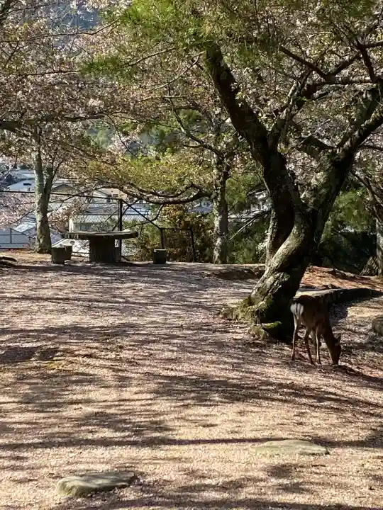 厳島神社の{uncategorized: "未分類", other: "その他", undefined: "問題あり", building: "その他建物", grave: "お墓", sacred_gate: "鳥居", guardian: "狛犬", statue: "像", buddha: "仏像", history: "歴史", nature: "自然", garden: "庭園", animal: "動物", pagoda: "塔", temizu: "手水舎", mountain_gate: "山門・神門", sanctuary: "本殿・本堂", subordinate: "末社・摂社", art: "芸術", scenery: "景色", jizo: "地蔵", ema: "絵馬", goshuin: "御朱印", omikuji: "おみくじ", items: "授与品その他", amulet: "お守り", goshuincho: "御朱印帳", eats: "食事", festival: "お祭り", votive_dance: "神楽", shichigosan: "七五三参", wedding: "結婚式", experience: "体験その他", initially: "初詣", around: "周辺", anti_infection: "感染症対策"}
