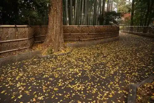 観泉寺の自然